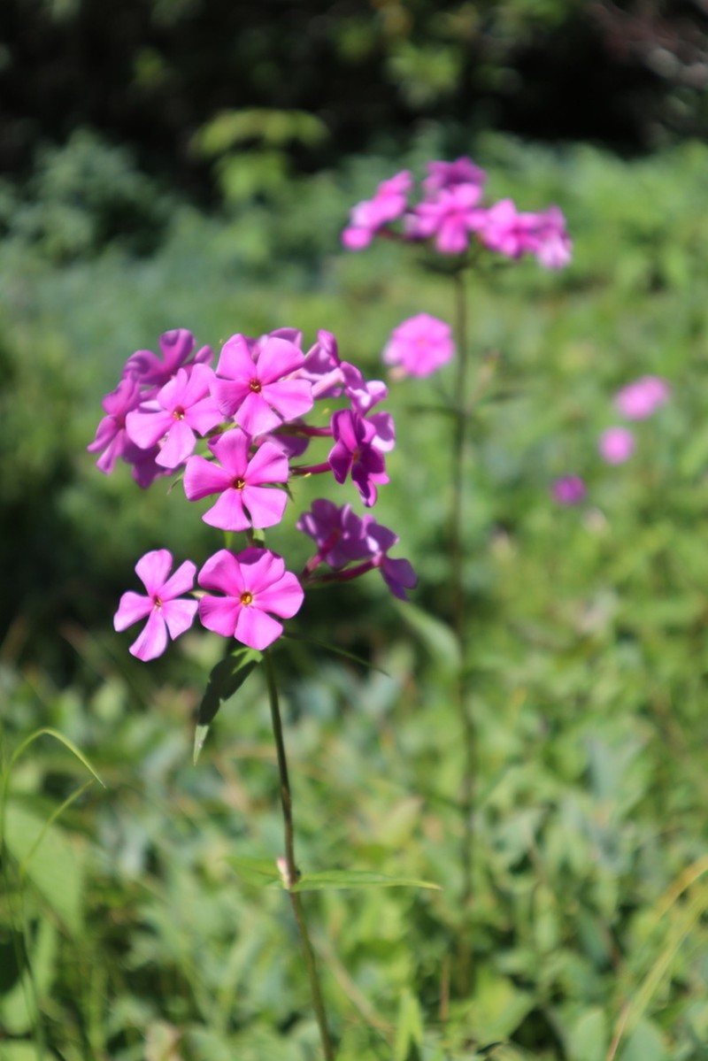 Wideflower Phlox photo 6
