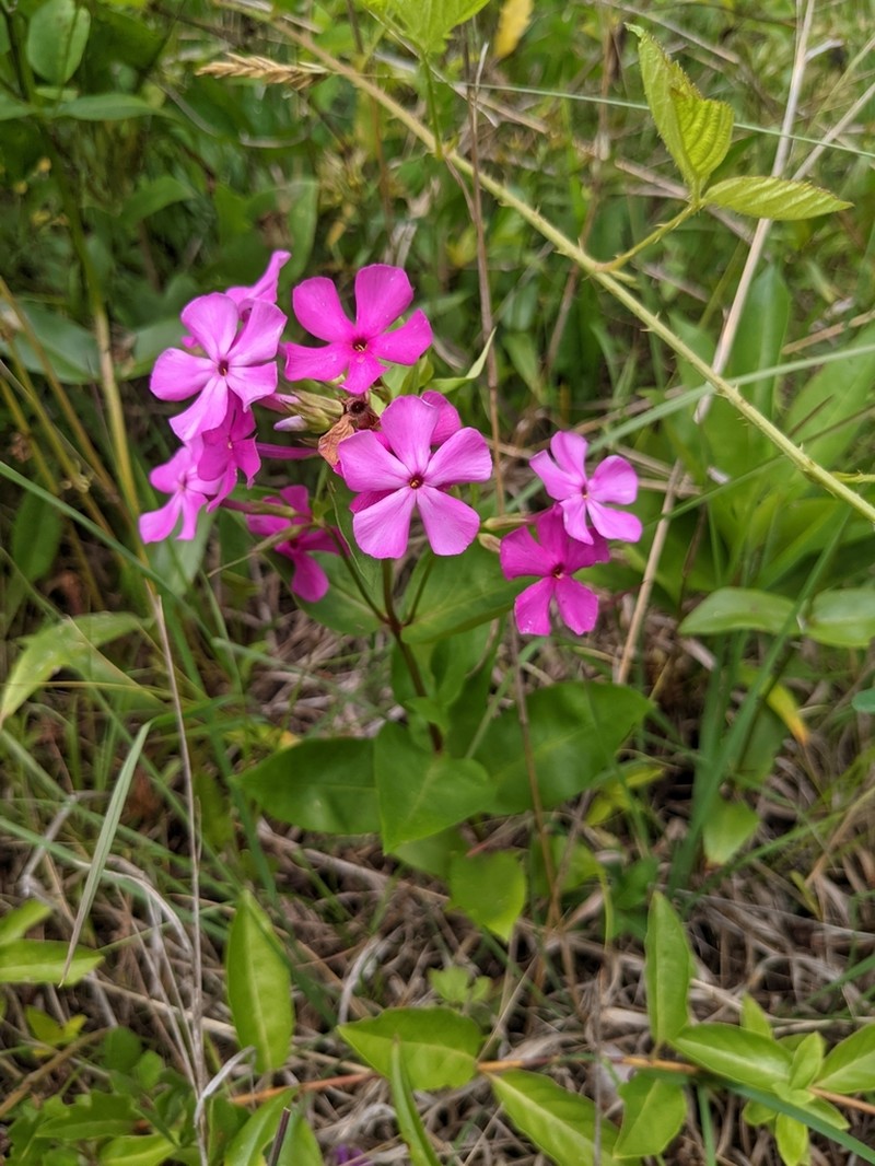 Wideflower Phlox photo 7