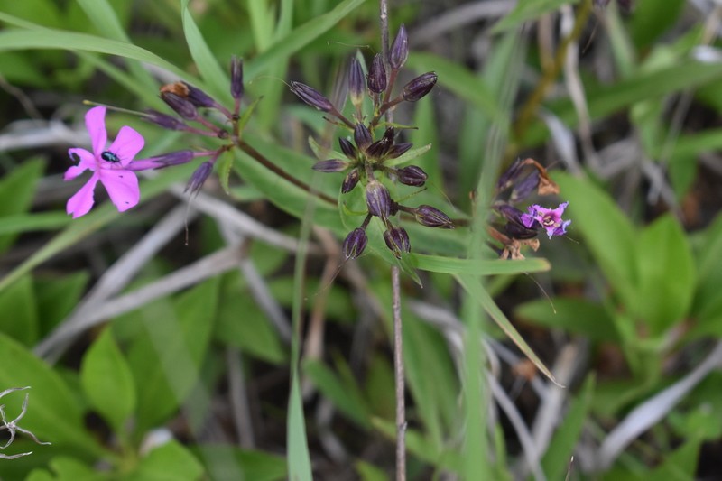 Wideflower Phlox photo 8