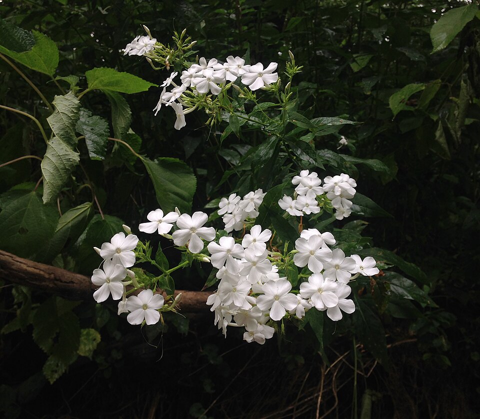 Fall Phlox photo 5