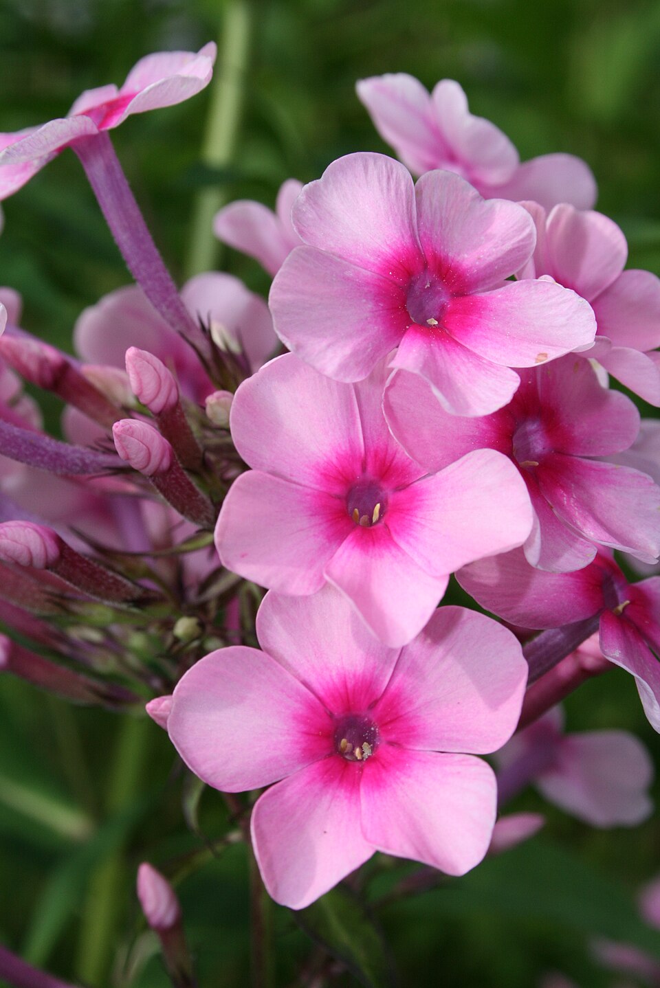 Fall Phlox photo 6