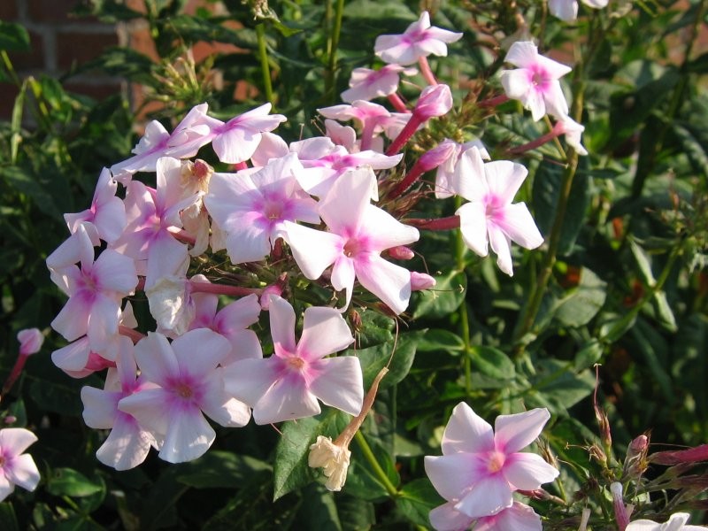 Phlo acuminata