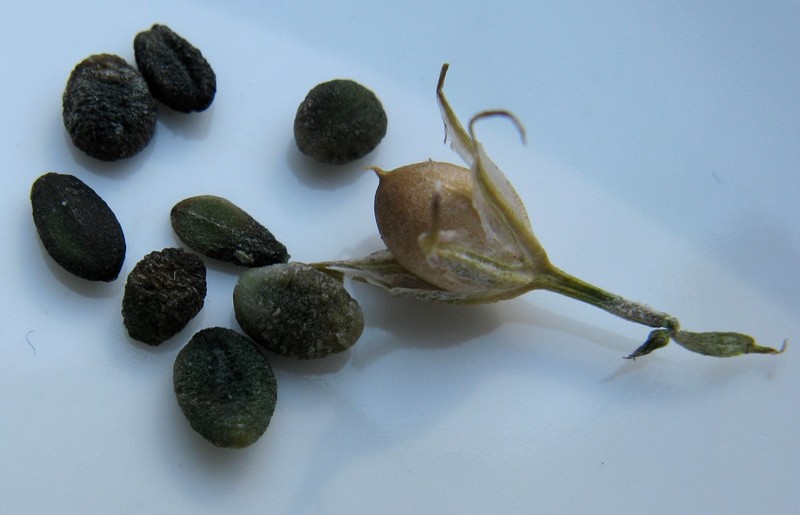 Phlo acuminata photo 3
