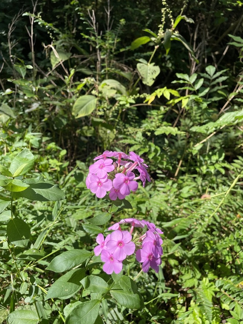 Fall Phlox photo 7