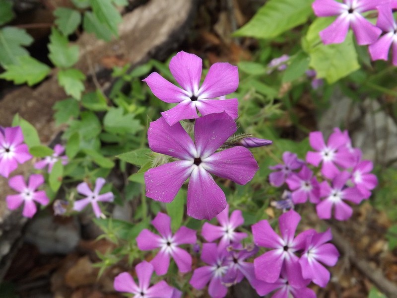 Phlox pattersonii