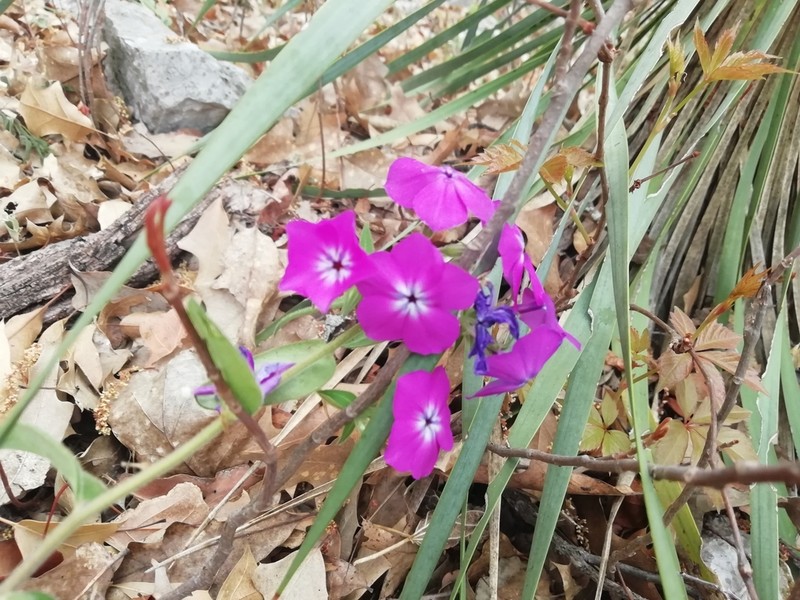Phlox pattersonii photo 3