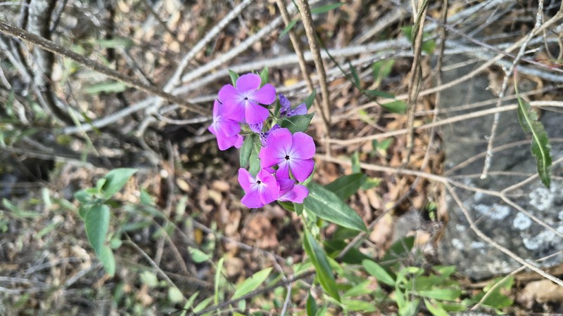 Phlox pattersonii photo 5