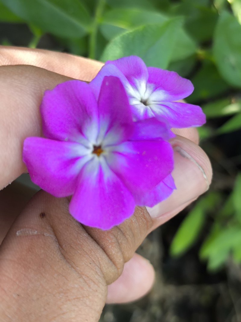Phlox pattersonii photo 6