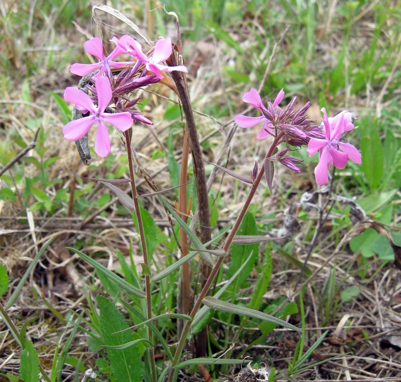 Downy Phlox