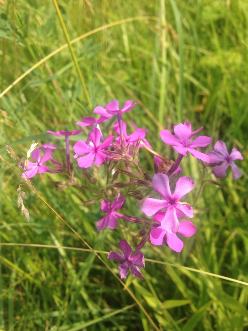 Downy Phlox photo 2