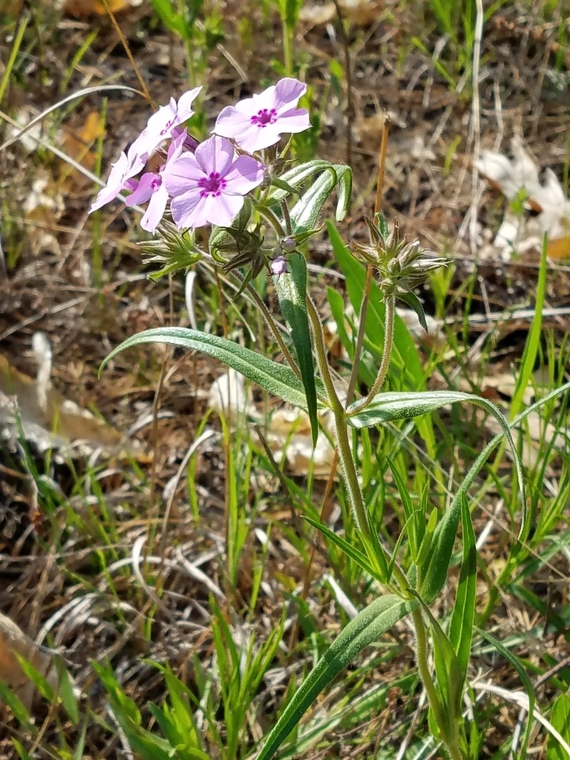 Downy Phlox photo 3