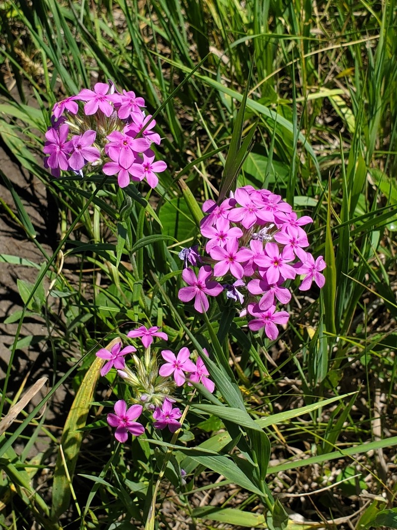 Downy Phlox photo 4