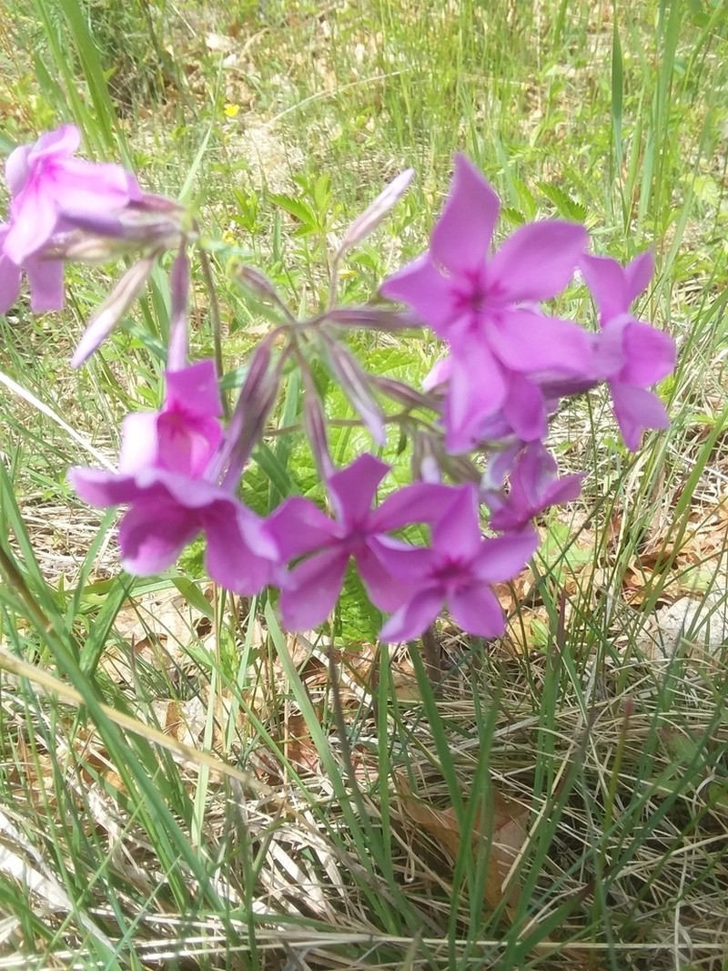 Downy Phlox photo 5
