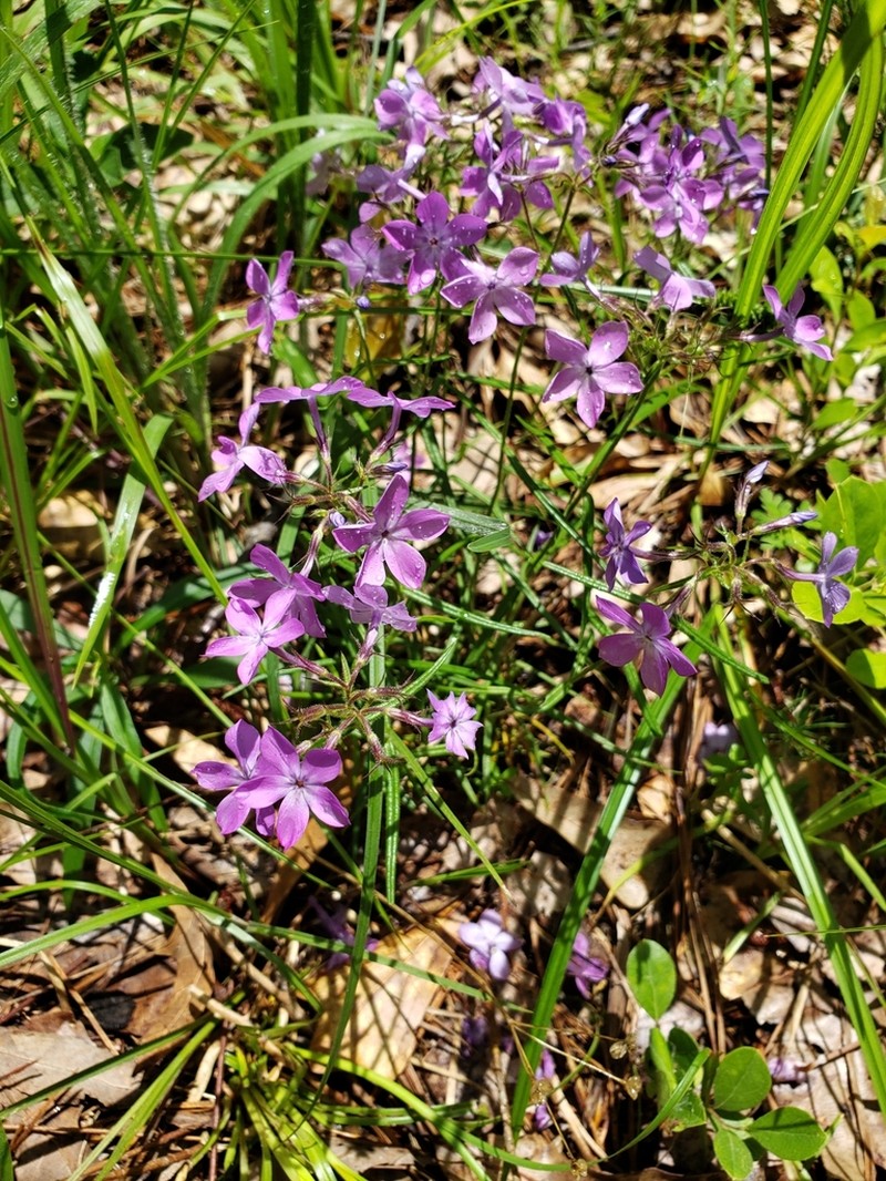 Downy Phlox photo 6