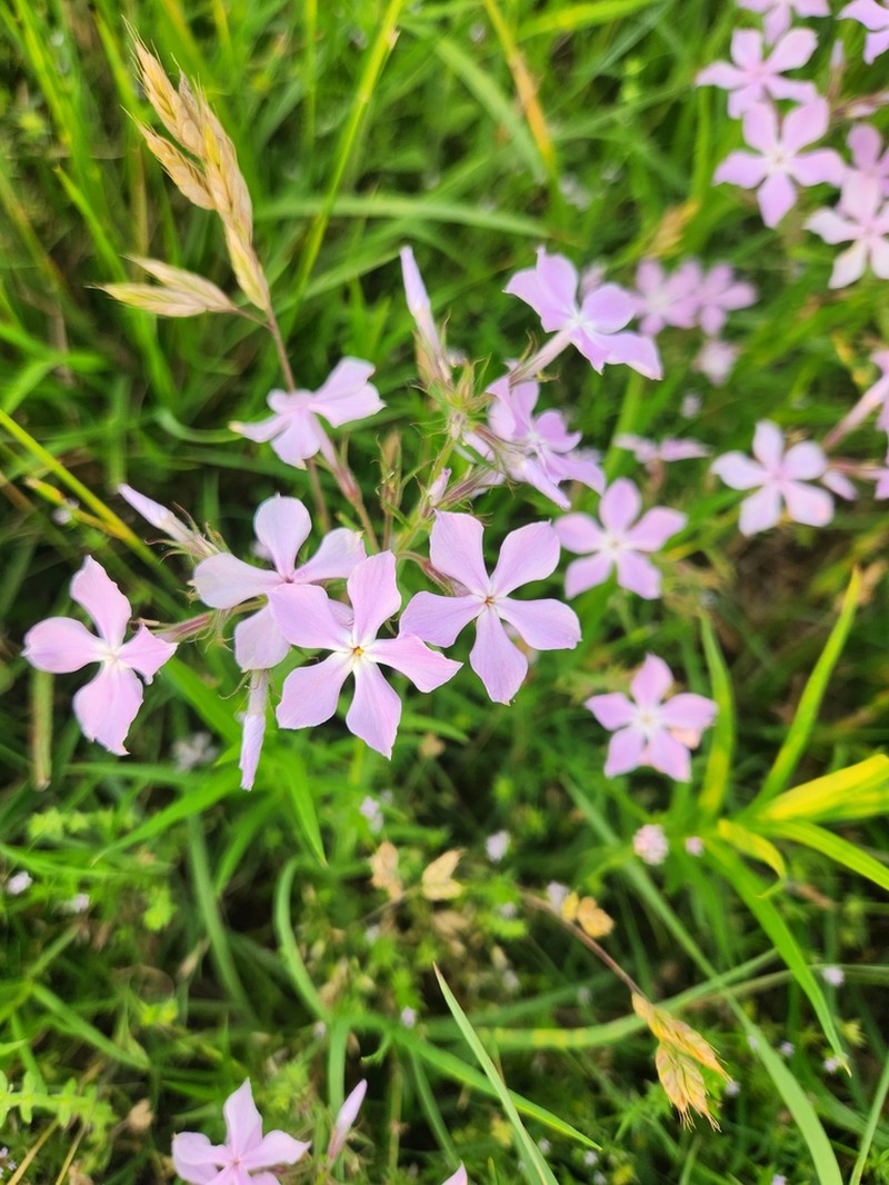Downy Phlox photo 7
