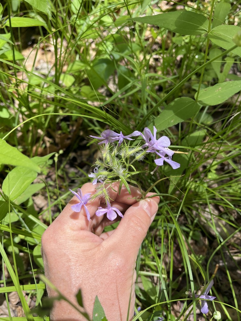 Phlox pilosa subsp. deamii photo 2