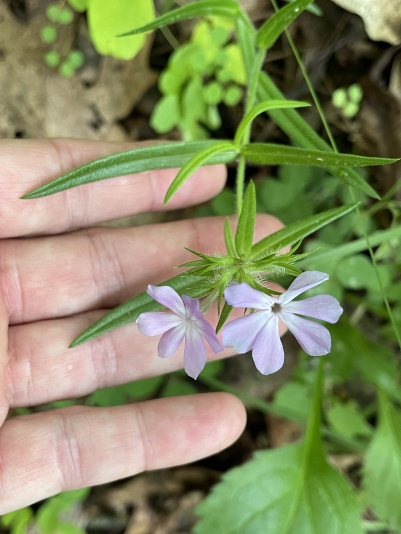 Phlox pilosa subsp. deamii
