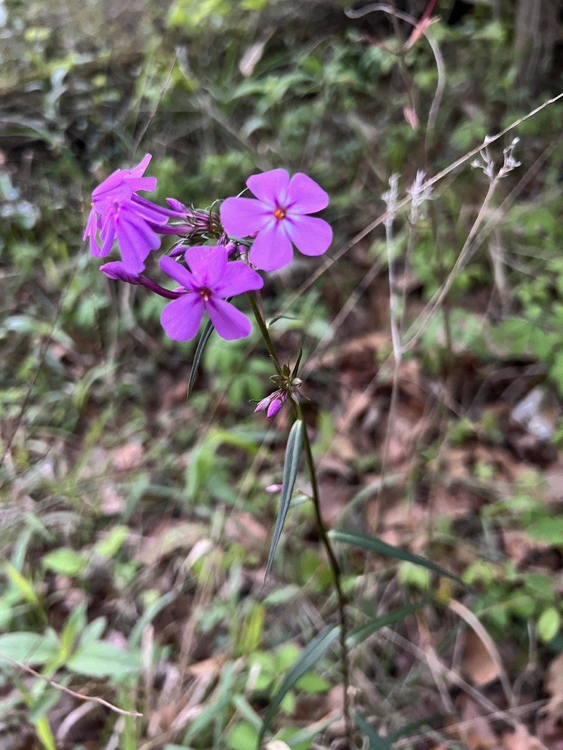 Phlox pilosa subsp. detonsa