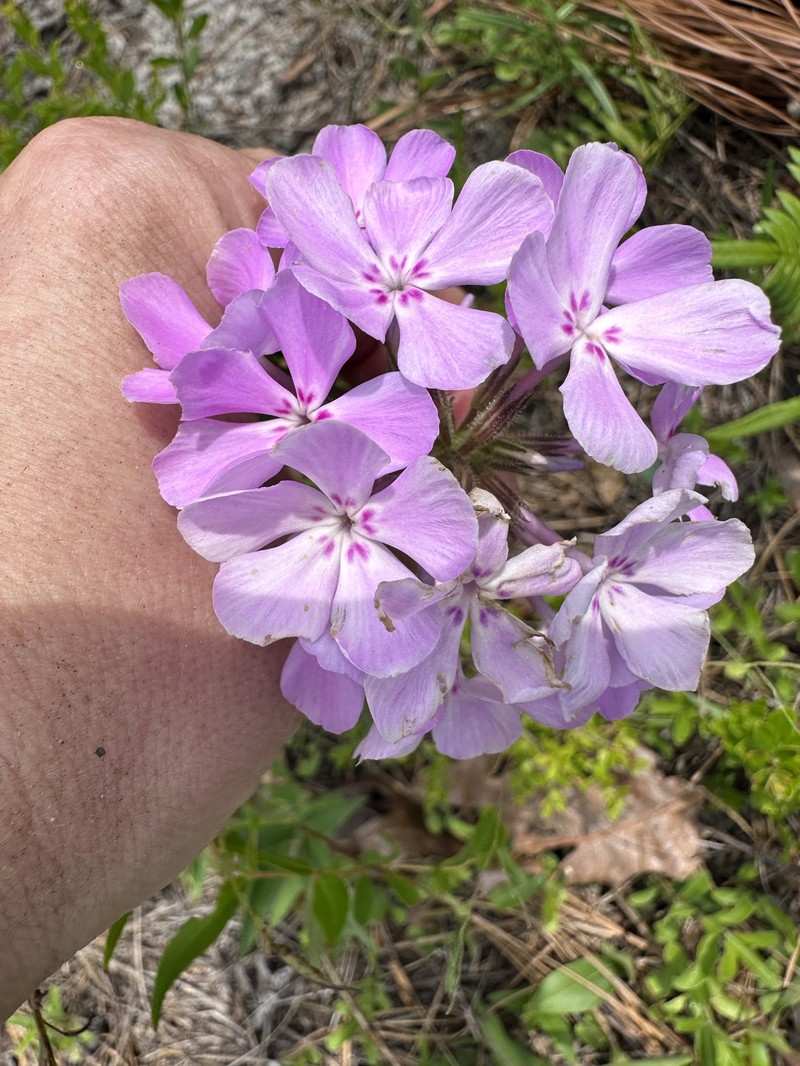 Phlox pilosa subsp. detonsa photo 2