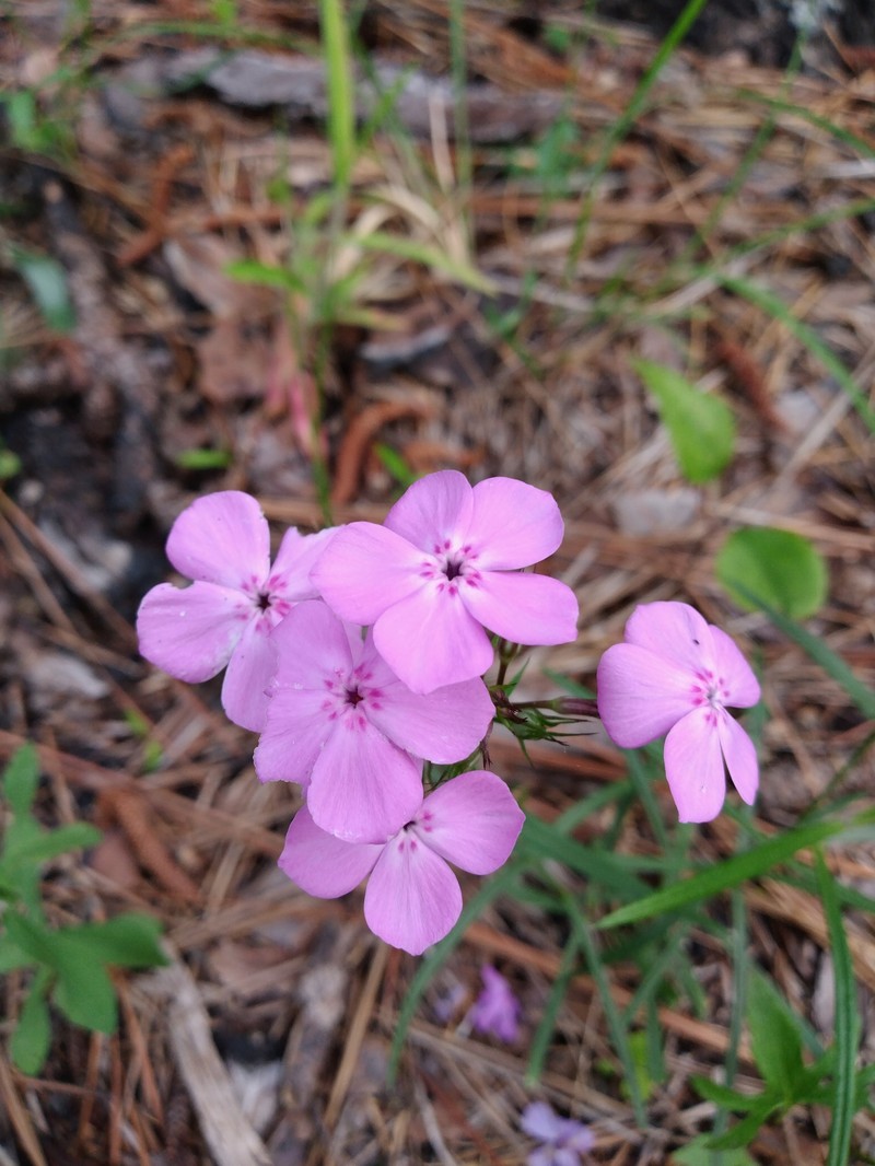 Phlox pilosa subsp. detonsa photo 3