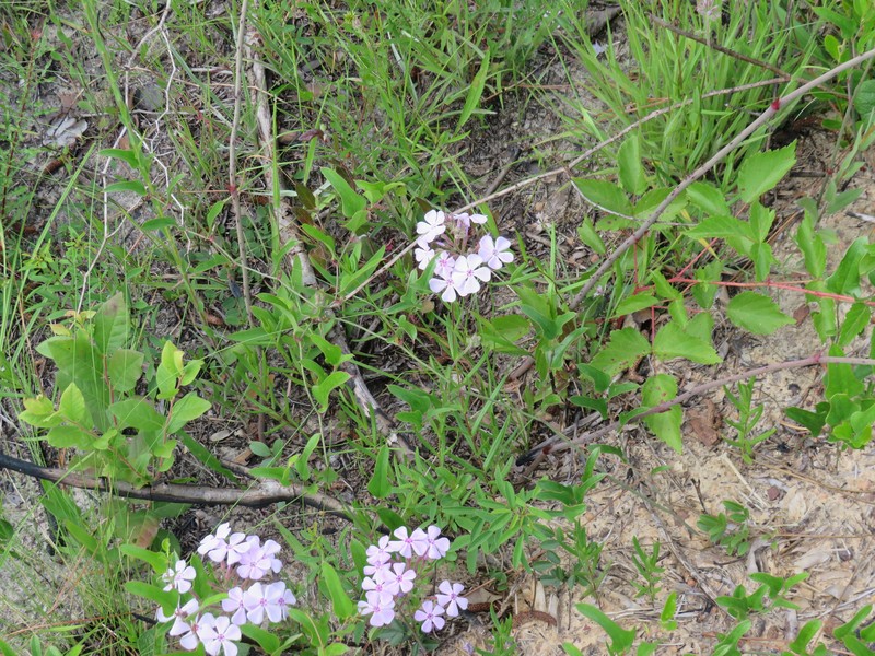 Phlox pilosa subsp. detonsa photo 4