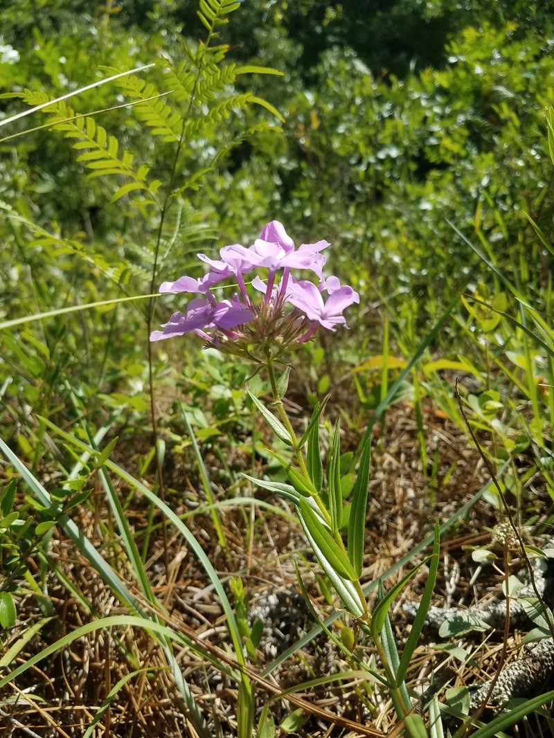 Phlox pilosa subsp. detonsa photo 5