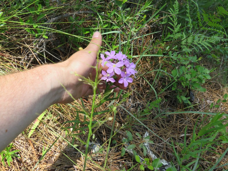 Phlox pilosa subsp. detonsa photo 6