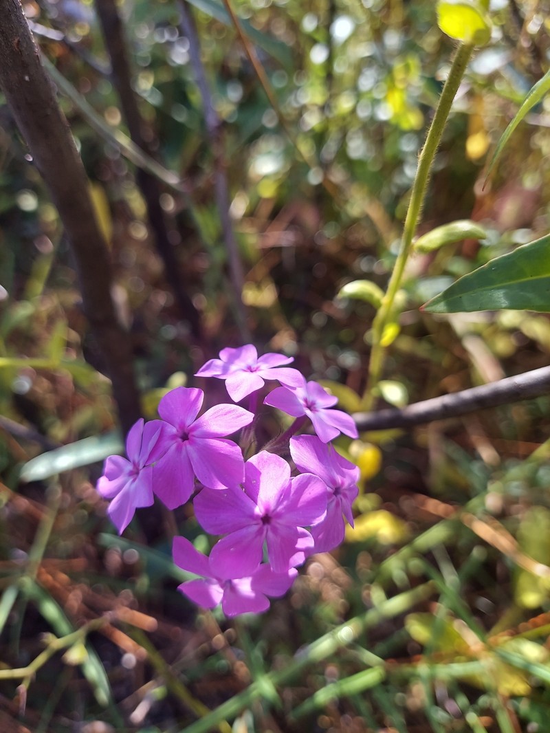 Phlox pilosa subsp. detonsa photo 7
