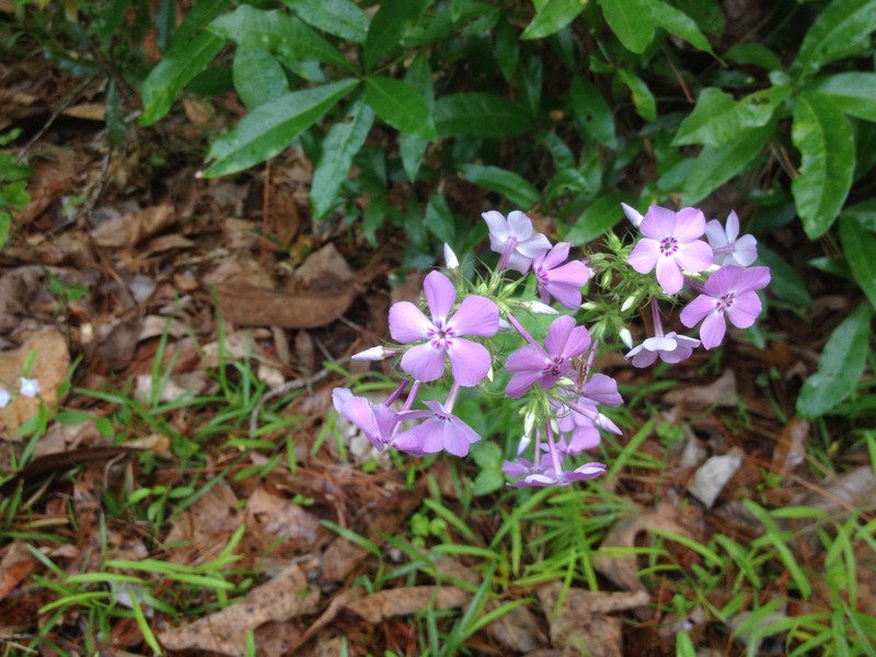 Phlox pilosa subsp. detonsa photo 8