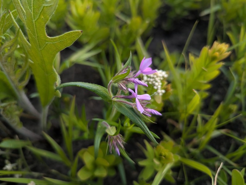 Phlox pilosa subsp. fulgida