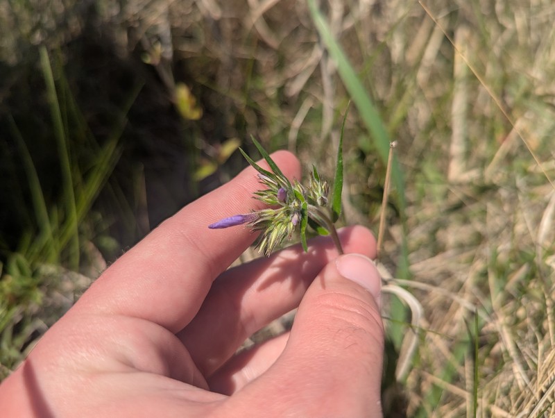 Phlox pilosa subsp. fulgida photo 2