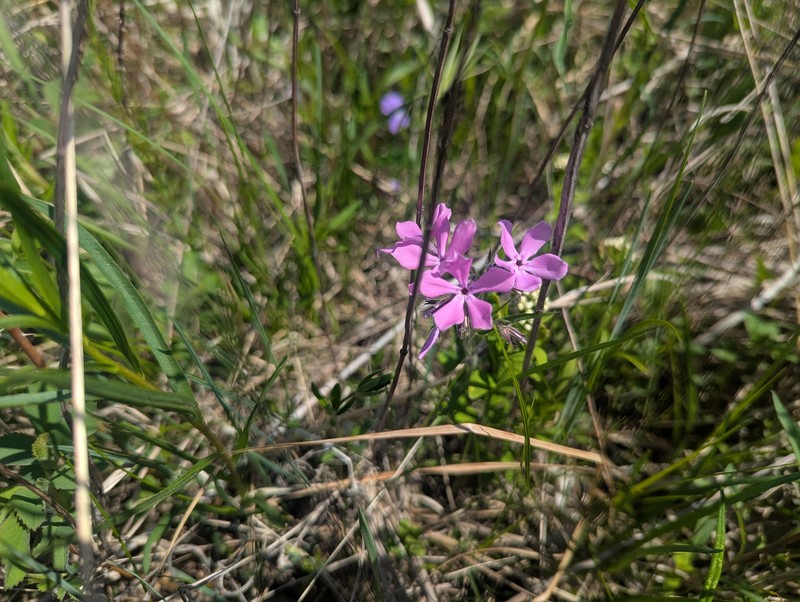 Phlox pilosa subsp. fulgida photo 3