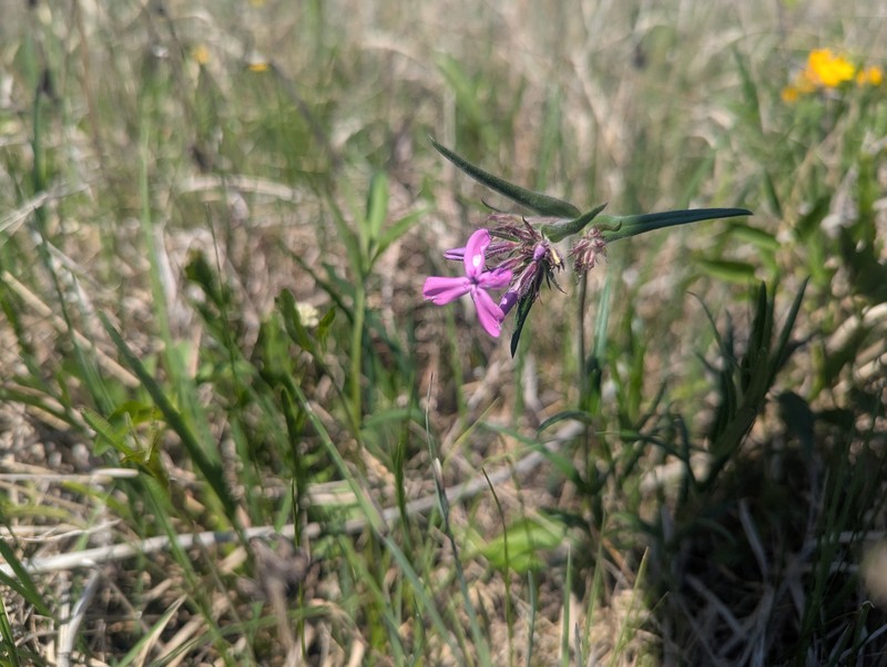 Phlox pilosa subsp. fulgida photo 4