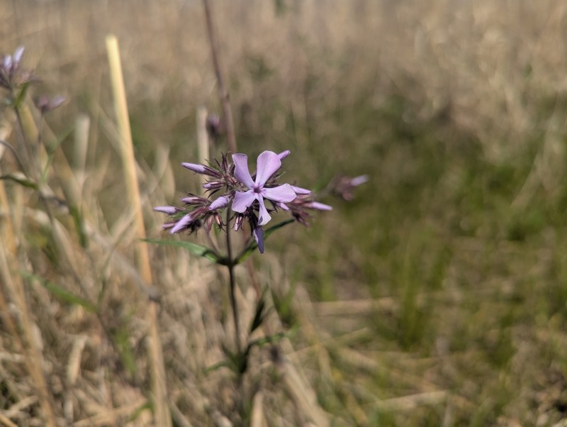Phlox pilosa subsp. fulgida photo 5