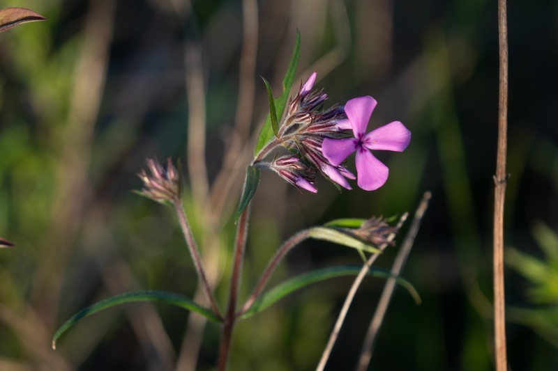Phlox pilosa subsp. fulgida photo 6