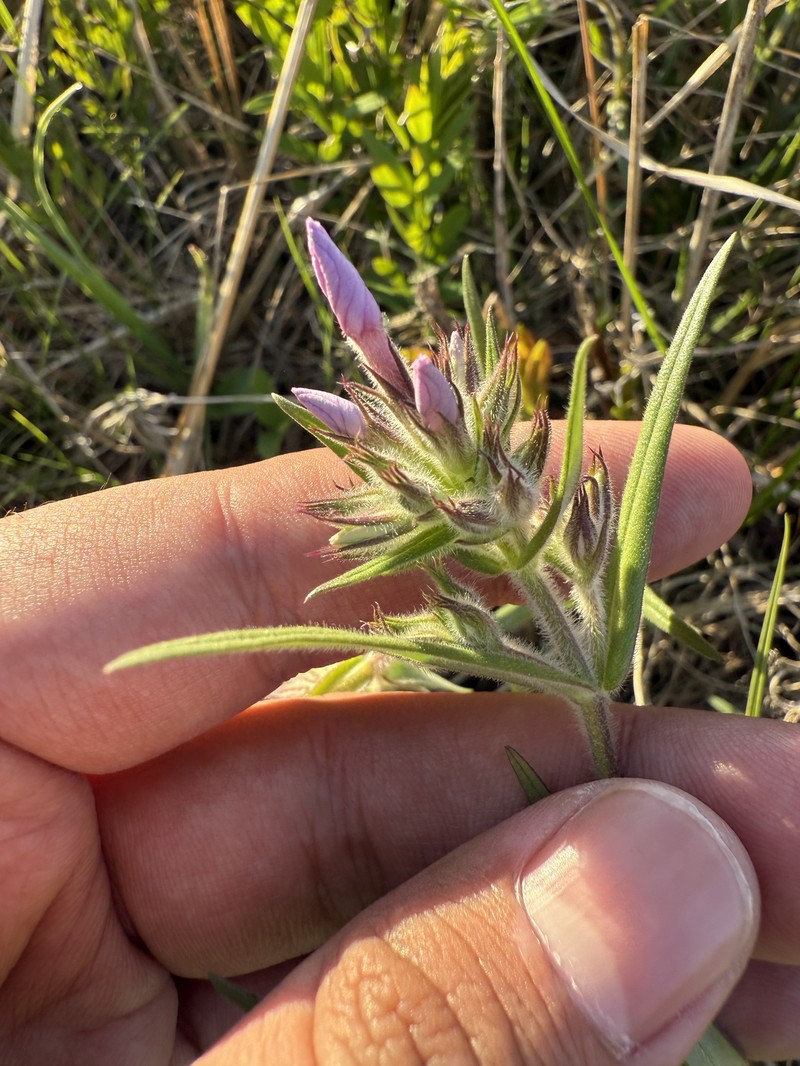 Phlox pilosa subsp. fulgida photo 7