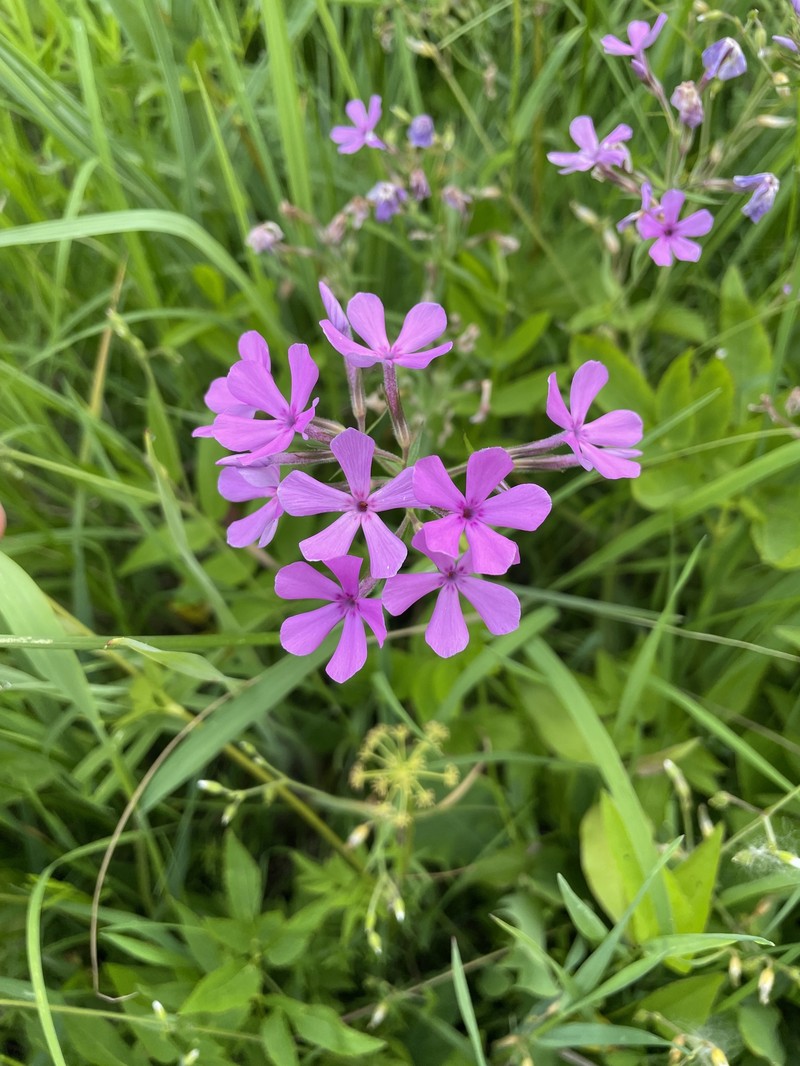 Phlox pilosa subsp. fulgida photo 8
