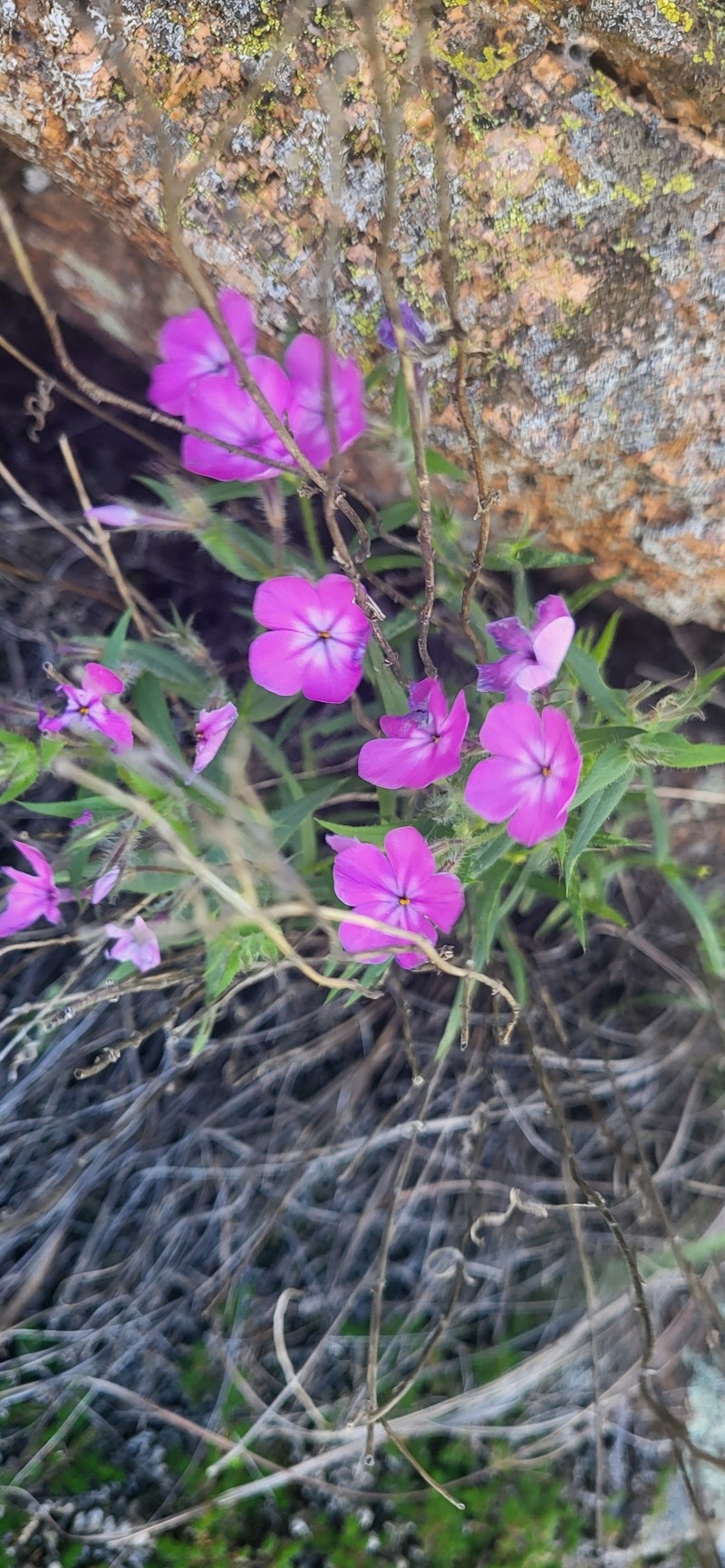 Longhair Phlox