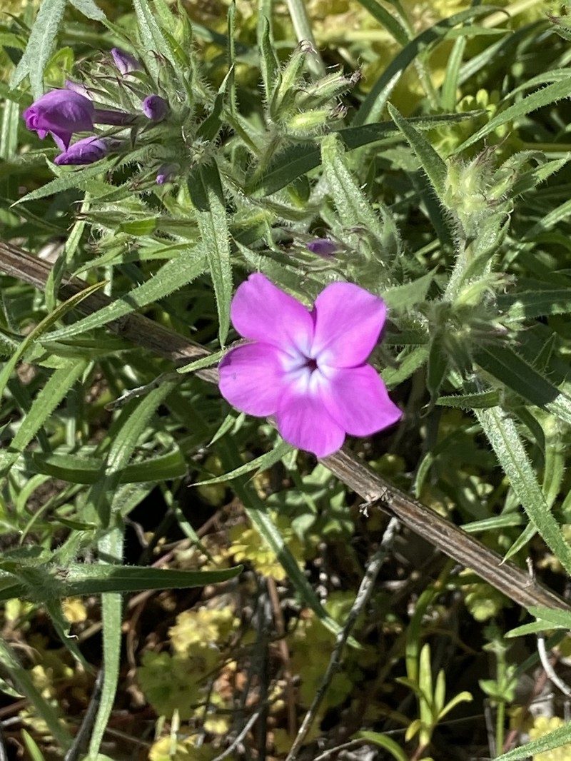 Longhair Phlox photo 2