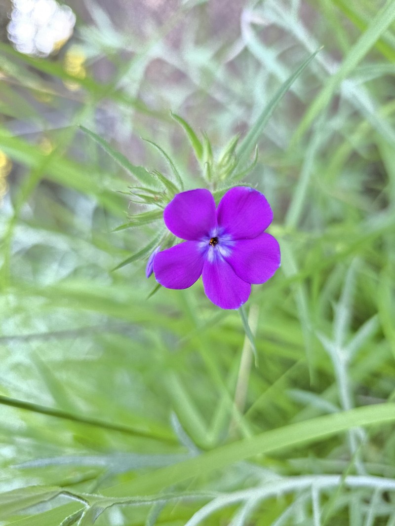 Longhair Phlox photo 3