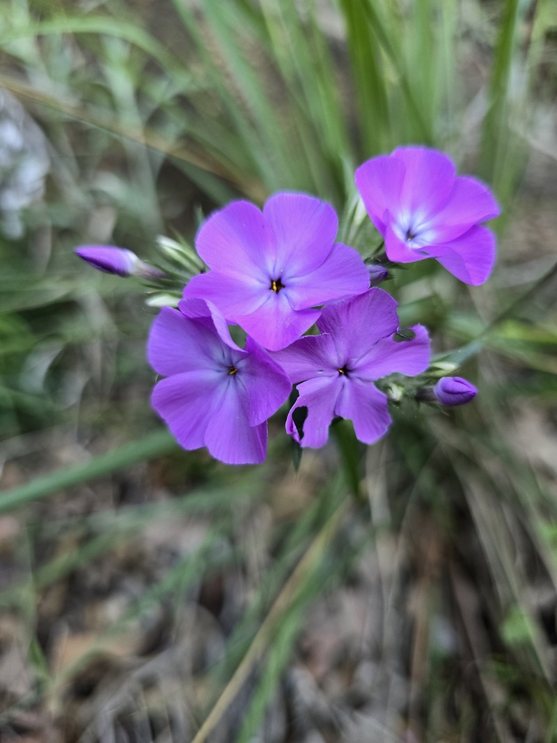 Longhair Phlox photo 4