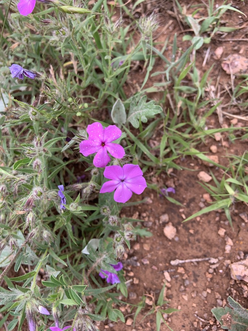 Longhair Phlox photo 5