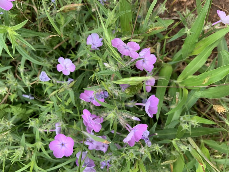 Longhair Phlox photo 6