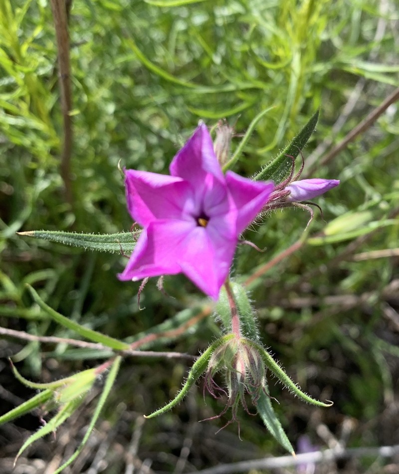 Longhair Phlox photo 7