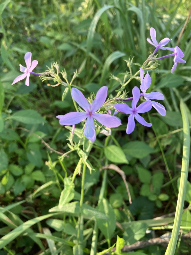 Phlox pilosa subsp. ozarkana