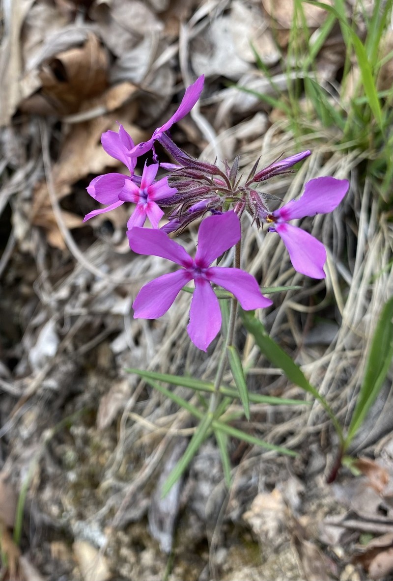 Phlox pilosa subsp. ozarkana photo 2