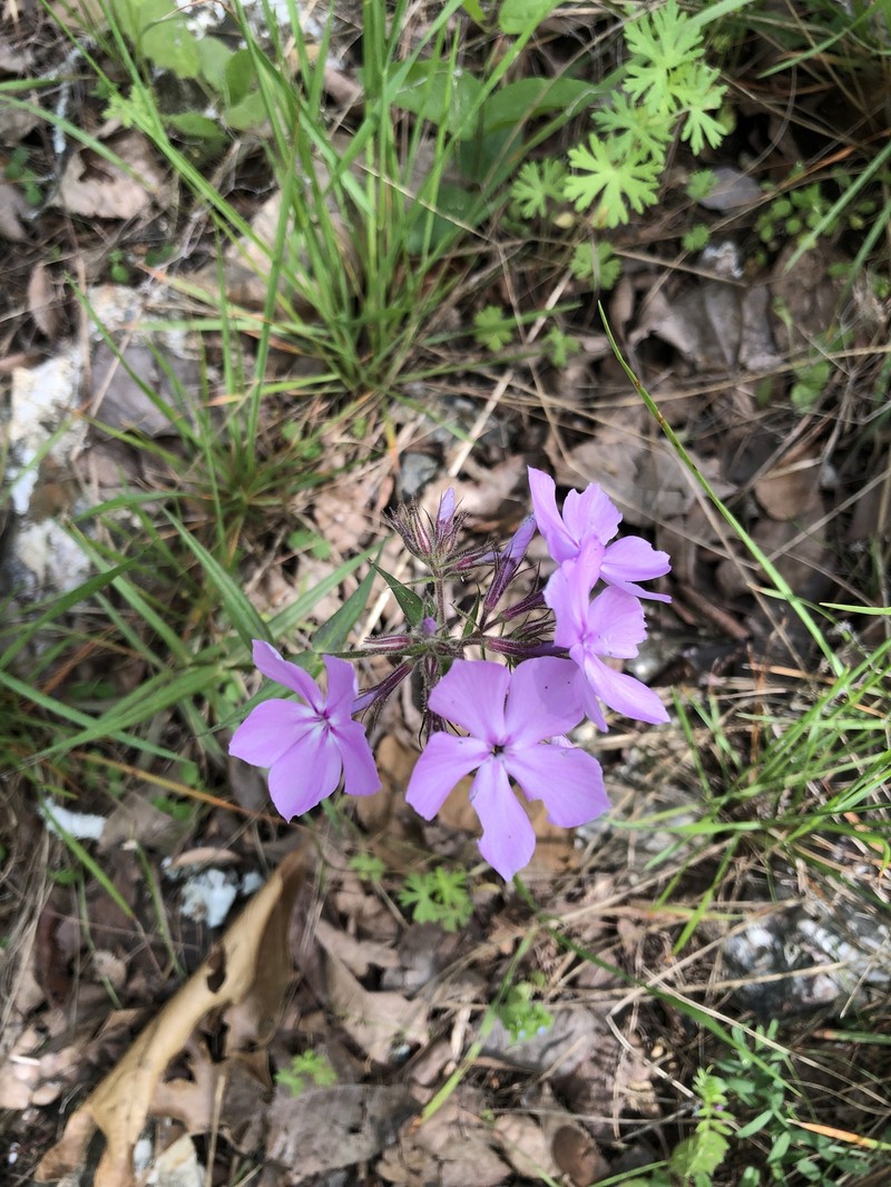 Phlox pilosa subsp. ozarkana photo 3