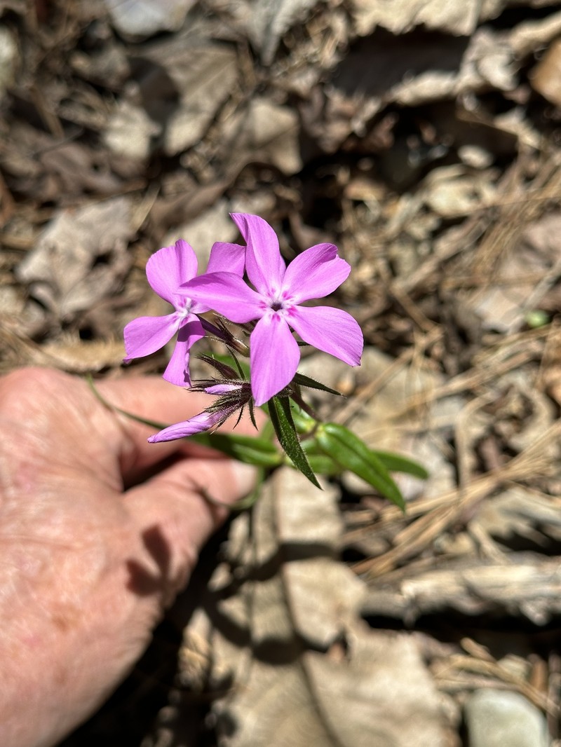 Phlox pilosa subsp. ozarkana photo 4