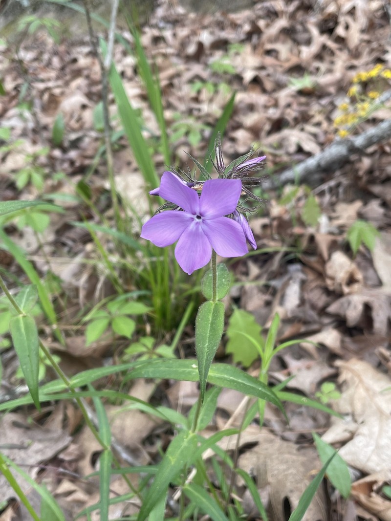 Phlox pilosa subsp. ozarkana photo 5