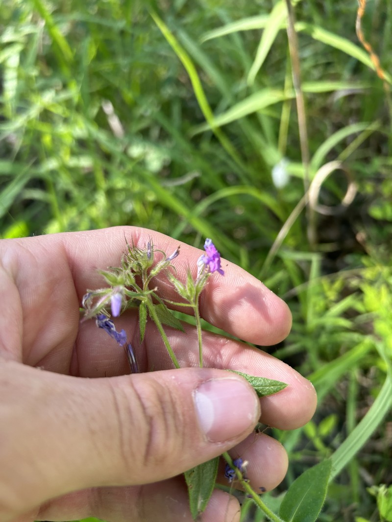 Phlox pilosa subsp. ozarkana photo 6